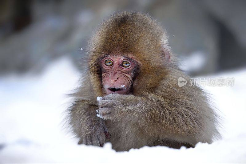 在日本地狱谷猴公园，一只雪猴(Macaca fuscata)在其自然栖息地的肖像